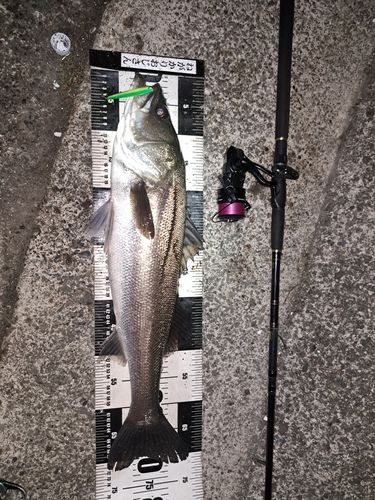 シーバスの釣果