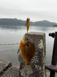 ブルーギルの釣果