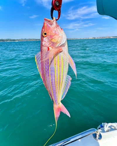 イトヨリダイの釣果