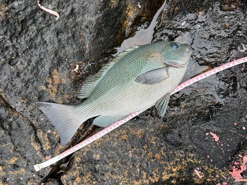 クチブトグレの釣果