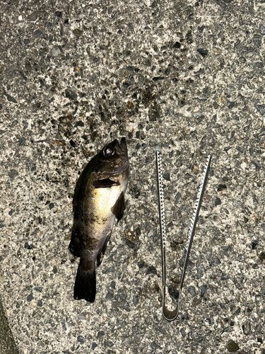 メバルの釣果