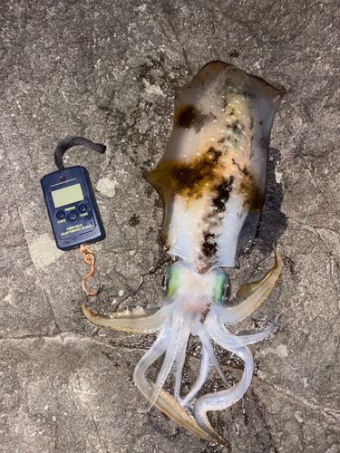 アオリイカの釣果