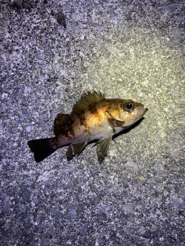 メバルの釣果