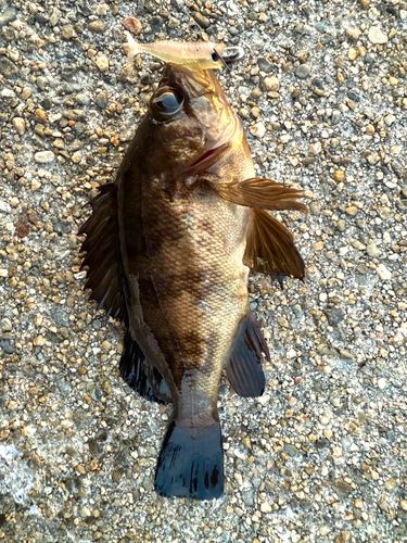 メバルの釣果
