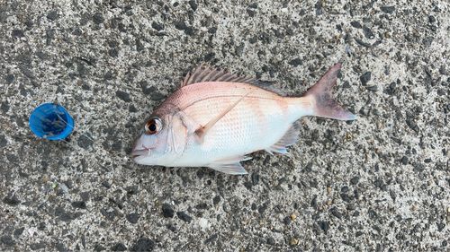 チャリコの釣果