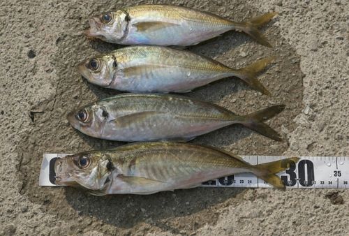 アジの釣果
