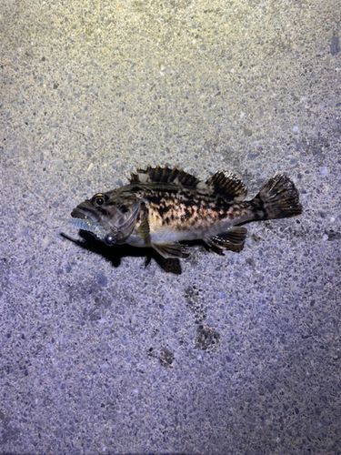 クロソイの釣果