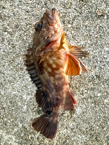カサゴの釣果