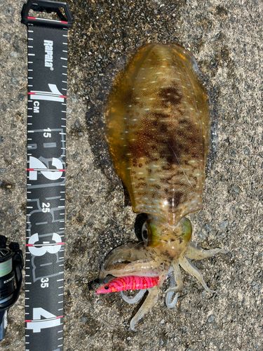 アオリイカの釣果
