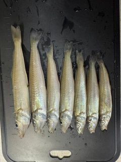 キスの釣果