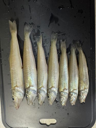 キスの釣果