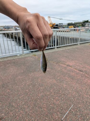 マアジの釣果