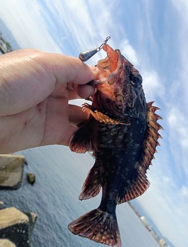 カサゴの釣果