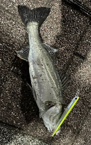 シーバスの釣果