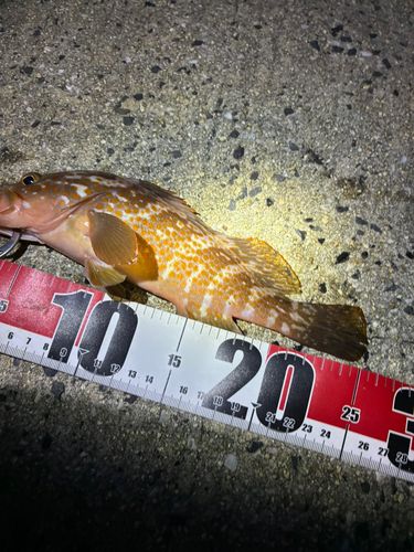 アコウの釣果