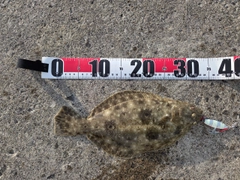 ヒラメの釣果