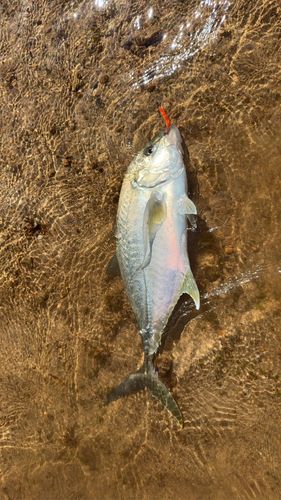 オニヒラアジの釣果