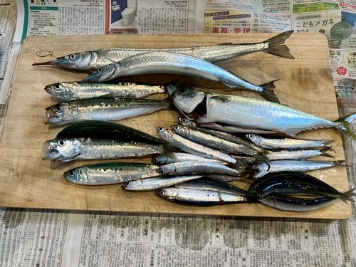 イワシの釣果
