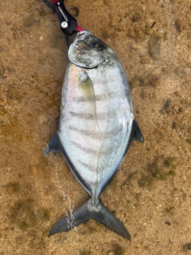 クロヒラアジの釣果