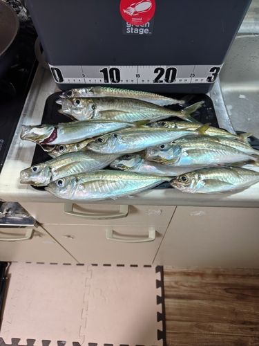 サバの釣果