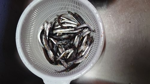 カタクチイワシの釣果