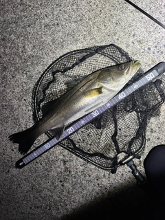 セイゴ（マルスズキ）の釣果