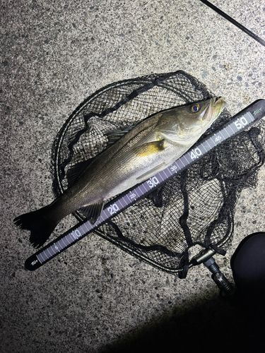 セイゴ（マルスズキ）の釣果