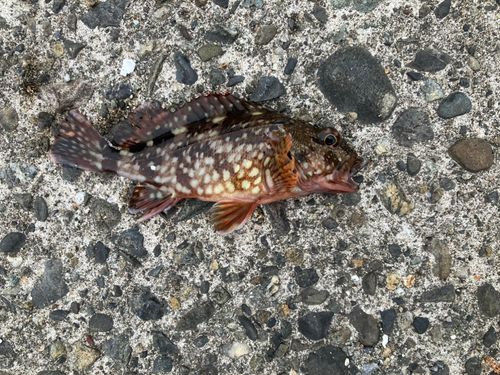 カサゴの釣果