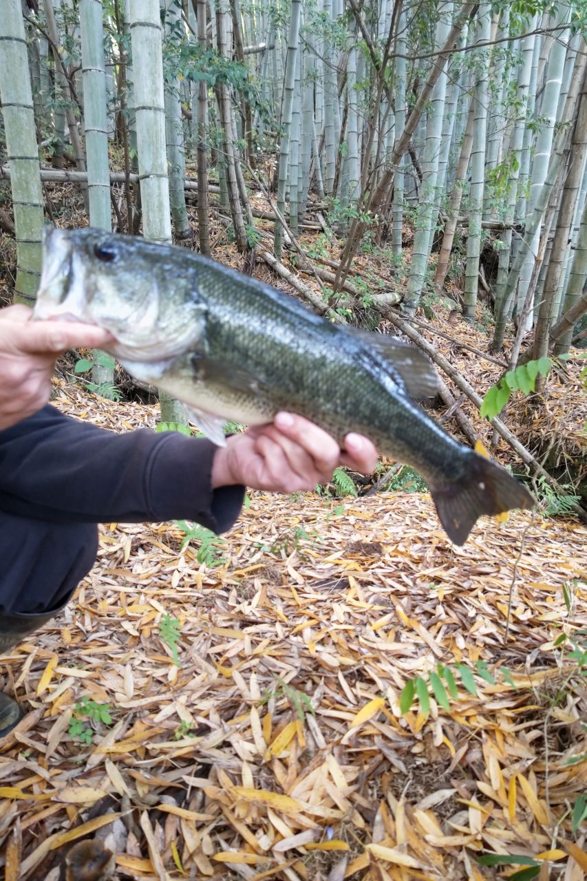 ブラックバス・ナマズの釣果写真