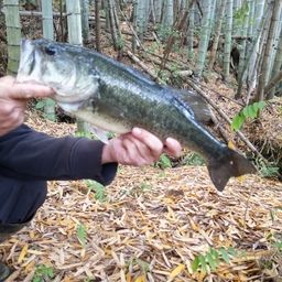 ブラックバス・ナマズの釣果写真