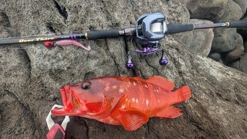 アカハタの釣果