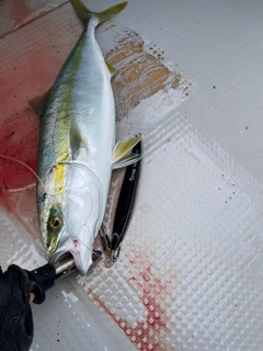 ハマチの釣果