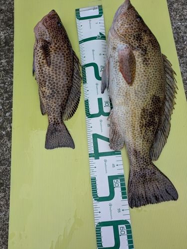 オオモンハタの釣果