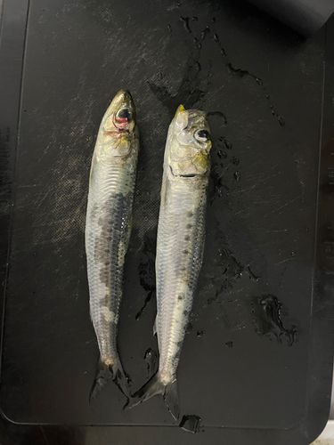 イワシの釣果