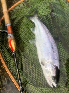 ヤマメの釣果