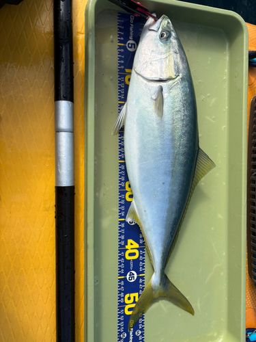 イナダの釣果