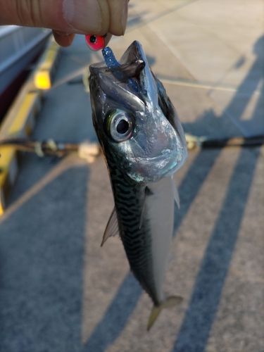 サバの釣果
