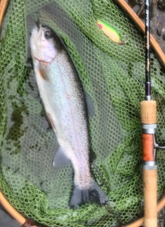 ヤマメの釣果