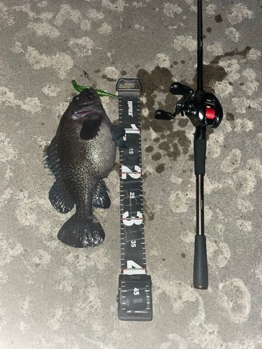 マゾイの釣果