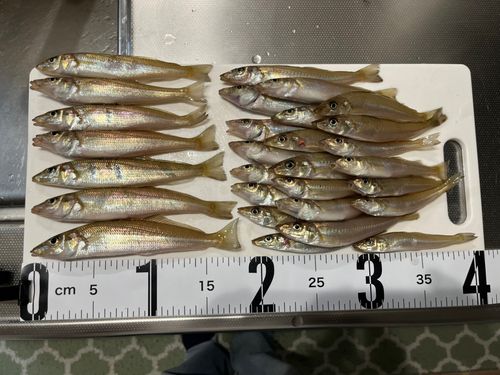 キスの釣果