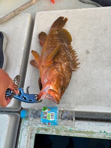 アコウの釣果