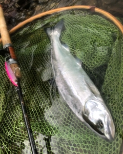 ヤマメの釣果