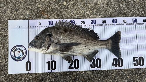 チヌの釣果