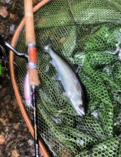 ヤマメの釣果