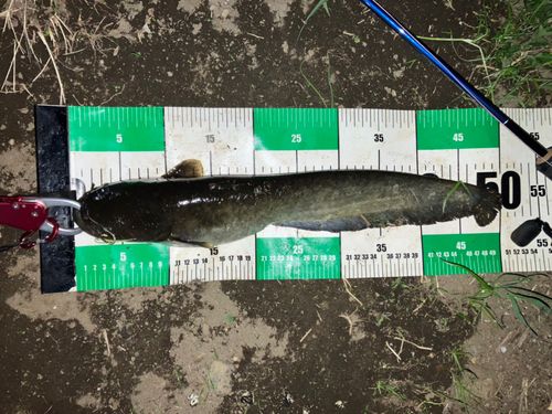 ナマズの釣果