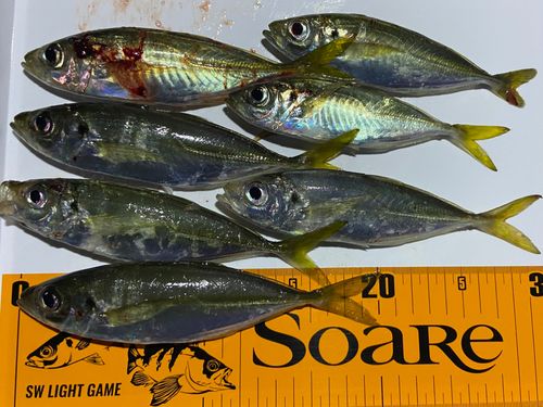 アジの釣果