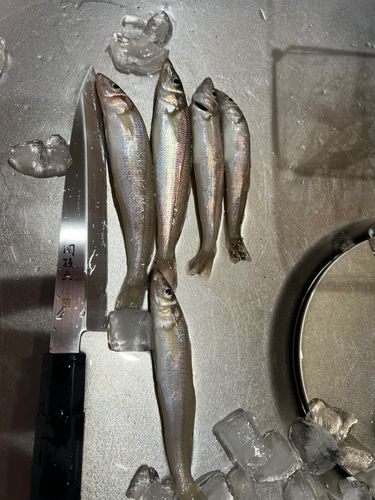 キスの釣果