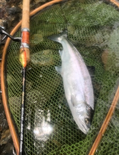ヤマメの釣果
