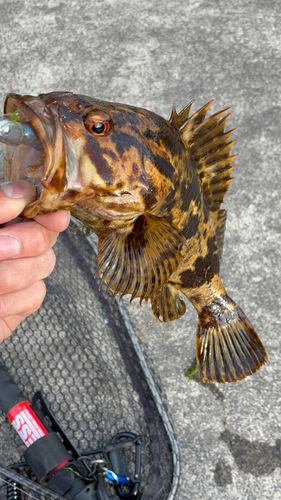 ベッコウゾイの釣果