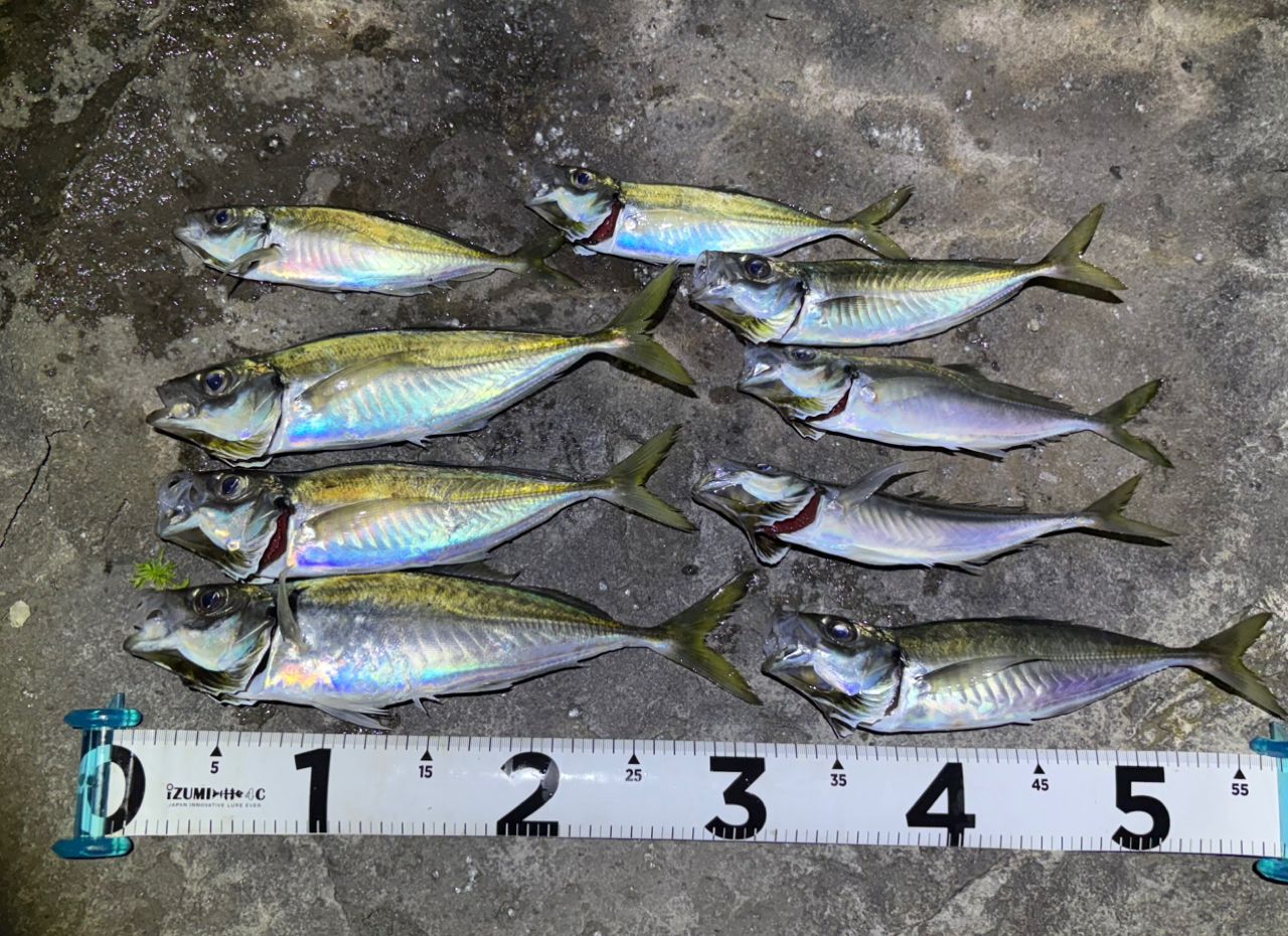 ニワカ釣り師 さんの 2026年05月06日のアジの釣り・釣果情報(秋田県
